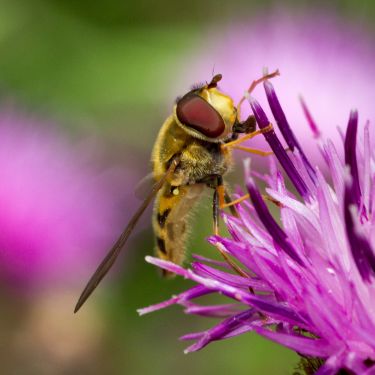 5 vigtige nyttedyr du gerne vil have i haven